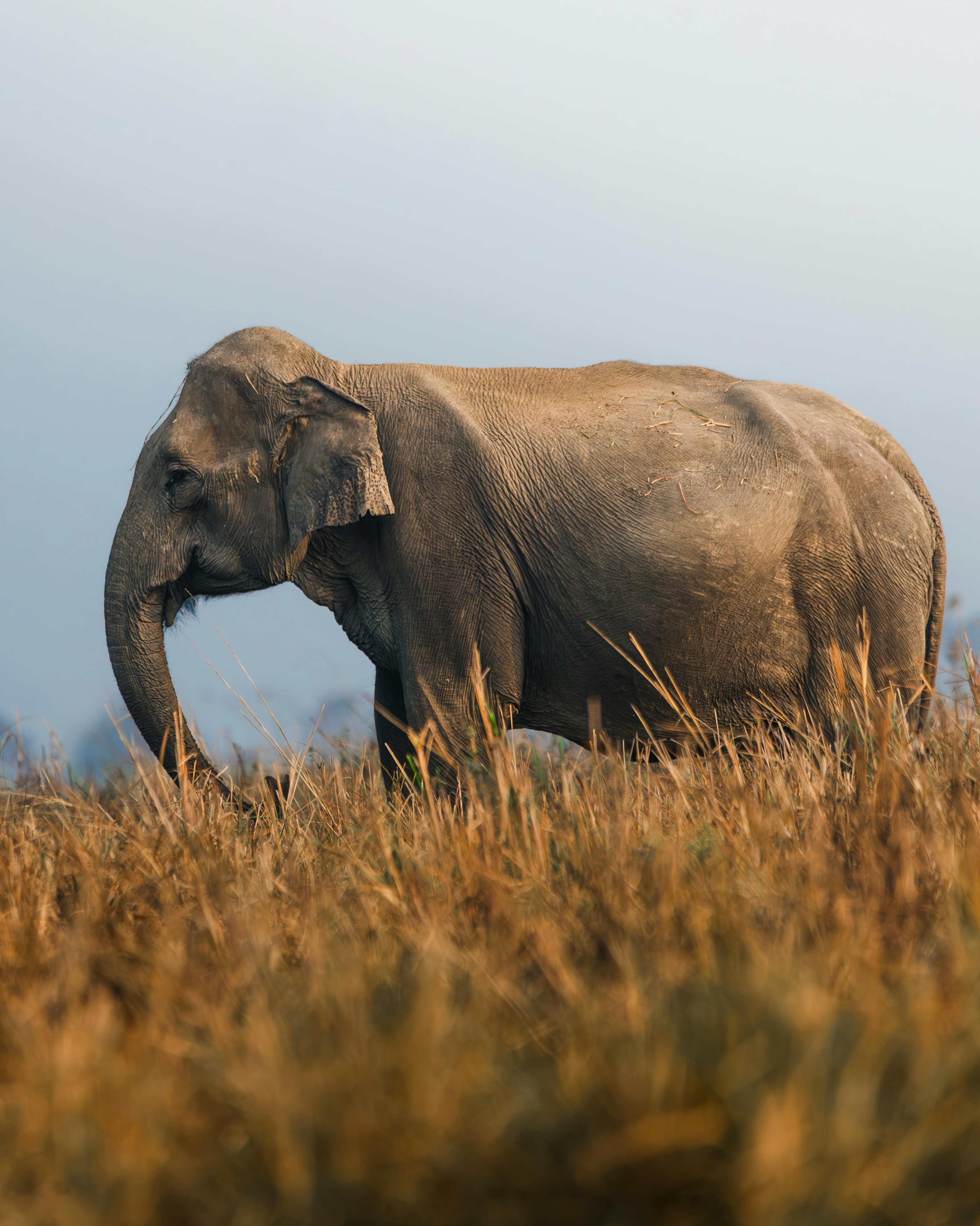Royal Manas National Park tour